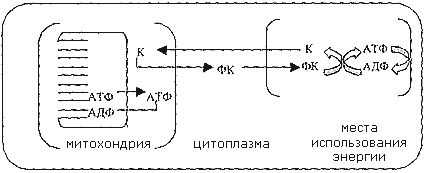 Схема фосфокреатинового пути транспорта энергии в кардиомиоцитах