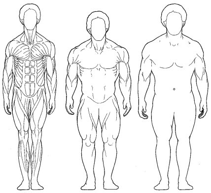 Типы телосложения (слева направо): эктоморф, мезоморф и эндоморф. 