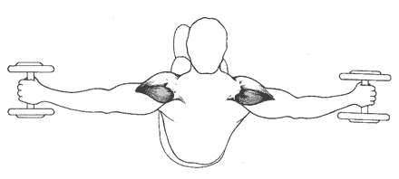 Правильный угол для разработки задних дельтовидных мышц: гантели и плечи находятся на прямой линии. Обратите внимание, что гантели следует держать горизонтально, ладонями к полу. 