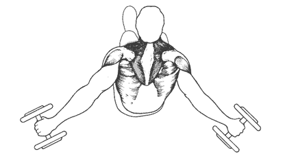 Если отводить руки с гантелями слишком далеко назад, увеличивается нагрузка на трицепсы и широчайшие мышцы спины, что ослабляет эффект упражнения для дельтовидных мышц. 