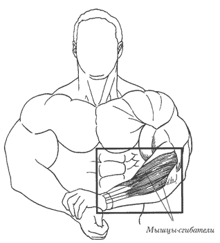 МЫШЦЫ РУК: мышцы-сгибатели предплечья