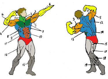 Схема мышц человека