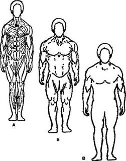 ипы телосложения (А — эктоморф; Б — мезоморф и В эндоморф) 
