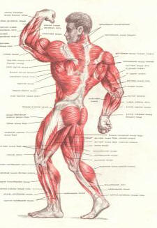 строение мышц тела