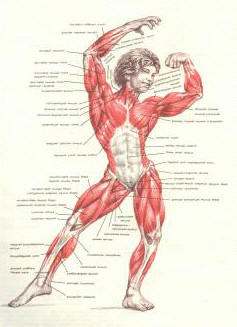 мышцы тела