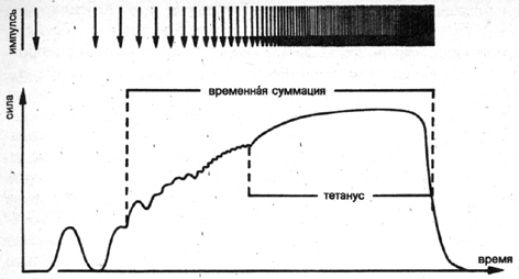 Схема наслаивания отдельных сокращений до момента возникновения тетанического сокращения рутем увеличения частоты импульсов