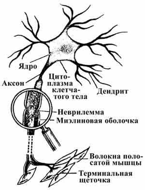 Рис.1.7. Схематическая диаграмма нейрона. 