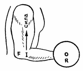 Рис.1.8. Рефлекс растяжения мышцы и обратный рефлекс в качестве "аутогенных руководителей" движения коленного сустава. 